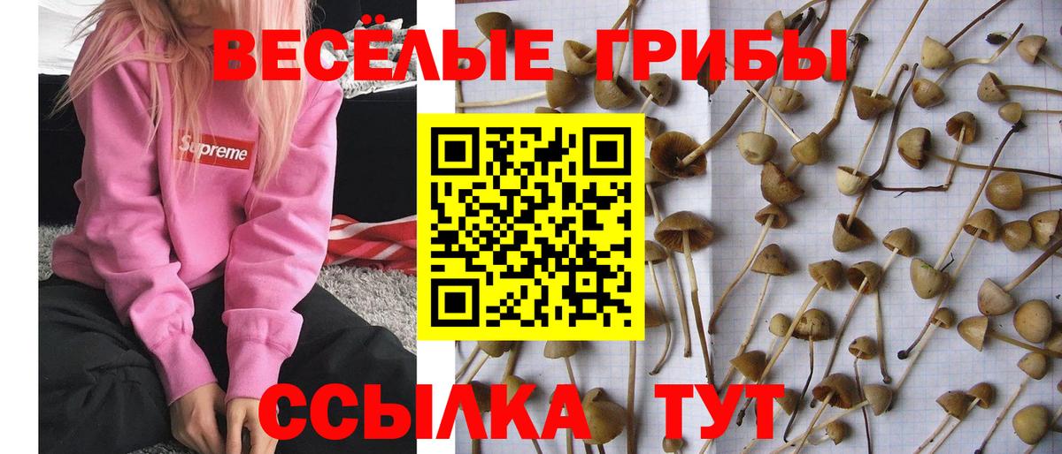 Галлюциногенные грибы Magic Shrooms  Вход с VPN  Галлюциногенные грибы Cubensis  Арсеньев 